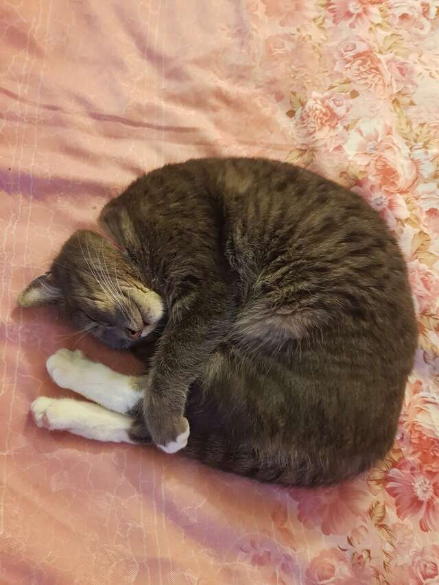 Гостиница Тимора Севастополь-33